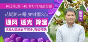 花期防灰霉，关键看3点